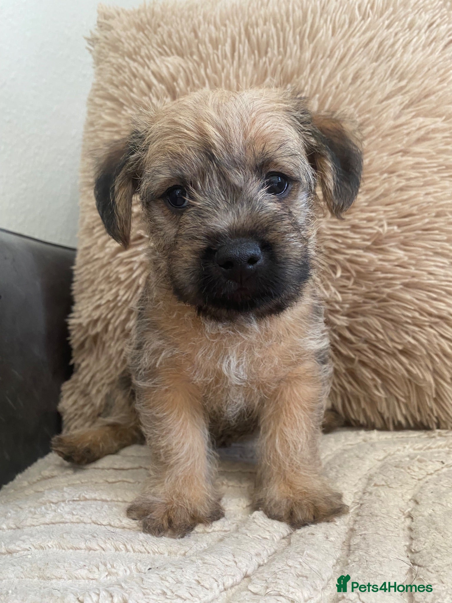 Mixed Breed dogs male Border/Cairn Terriers - Advert 12