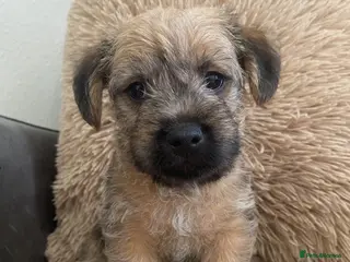 Mixed Breed dogs male Border/Cairn Terriers - Advert 12