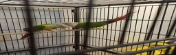 Conures birds for sale: Pair of male and female pineapple conure for sale - Advert 3