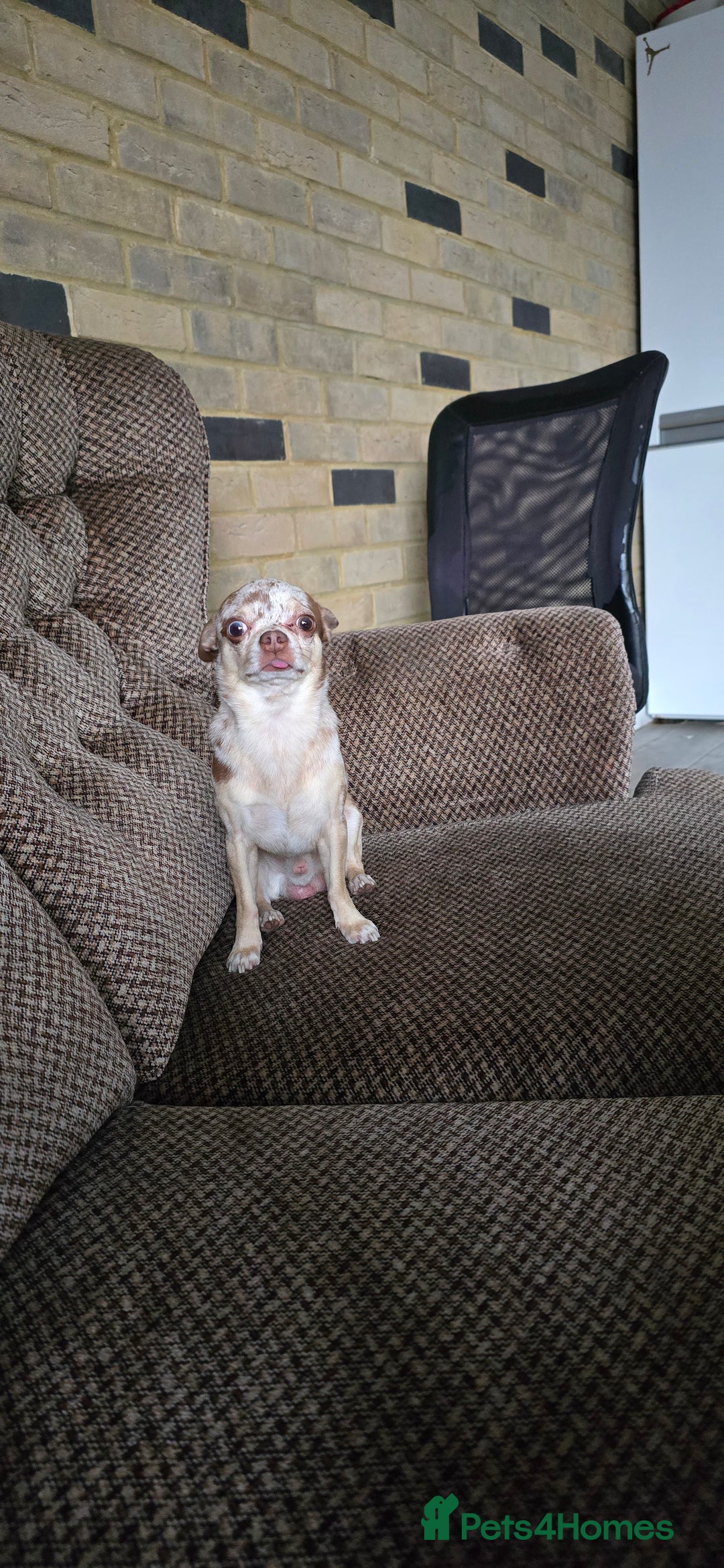 Chihuahua dogs for stud: Chihuahua stud - Image 2