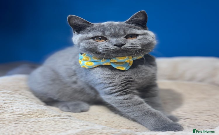 British Shorthair cats - Advert 16