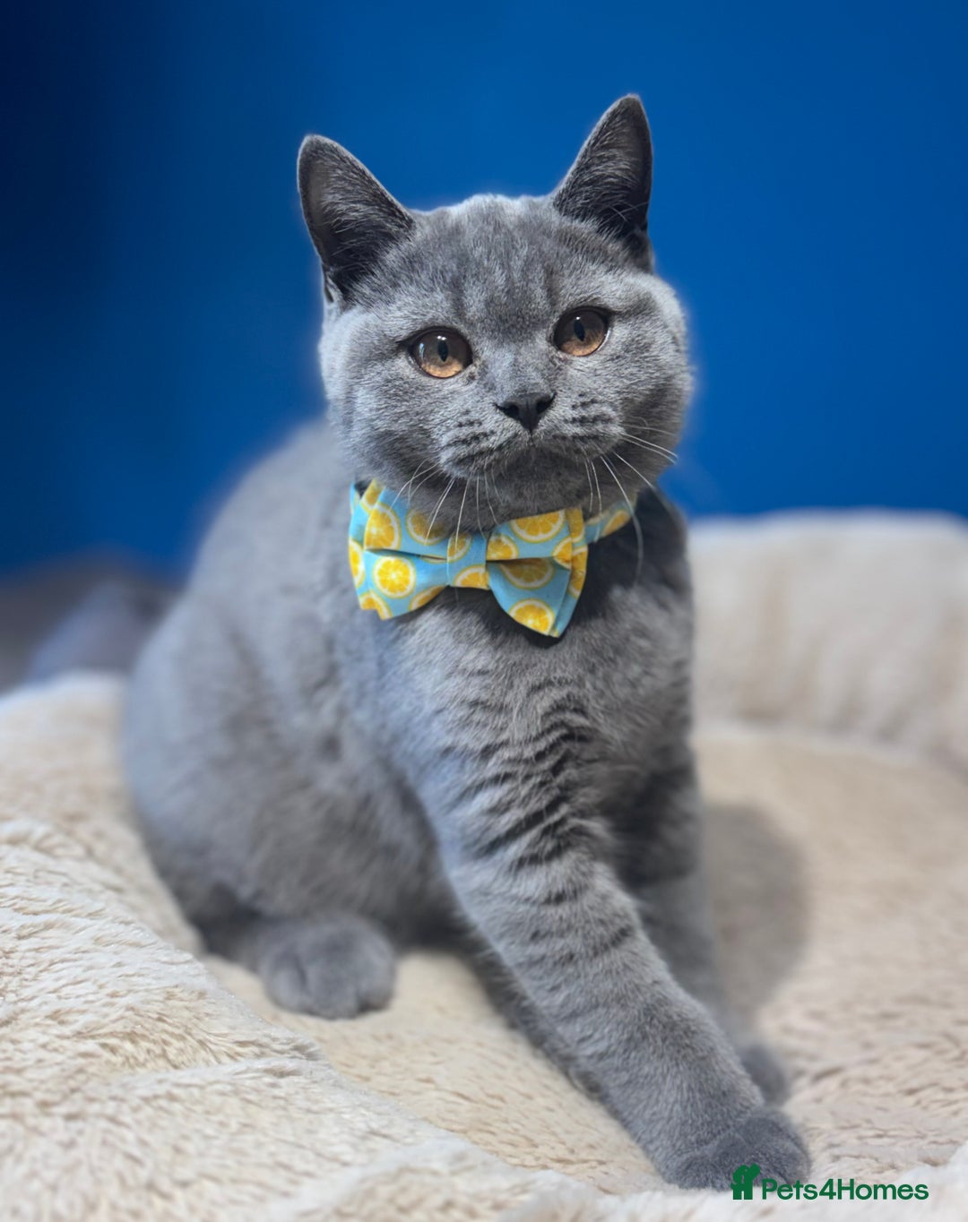 British Shorthair cats for sale: Beautiful GCCF Registered BSH Kittens - Ready Now - Image 1