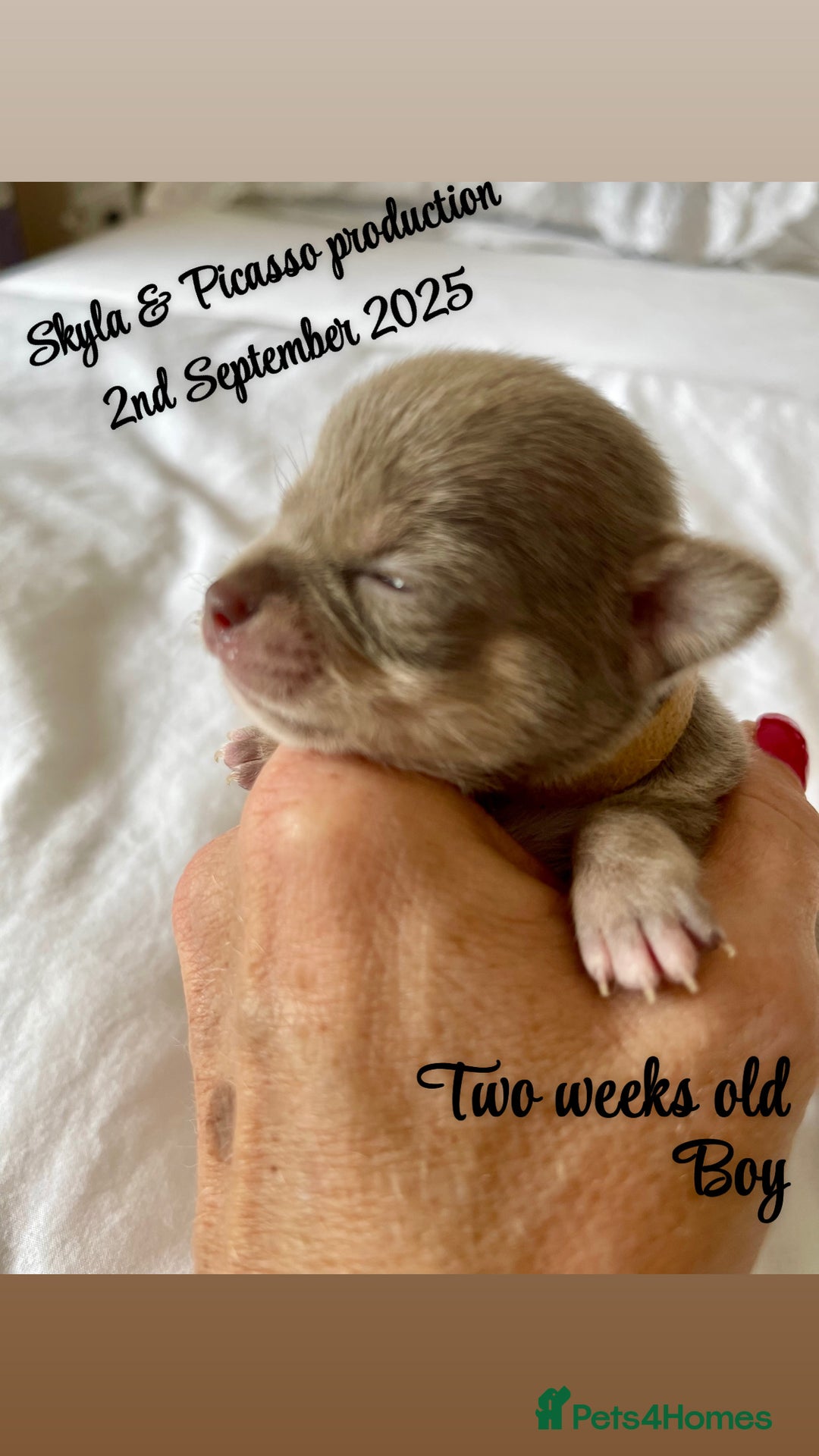 Chihuahua dogs for sale: Stunning KC Chihuahua puppies 🇬🇧 bloodlines - Image 4