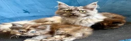 Maine Coon cats for sale: XL MAINE COON KITTENS UNIQUE COLOUR XL BLOODLINE - Advert 19