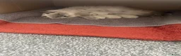 Ragdoll cats for sale: 🌟 🐱 4 Gorgeous Ragdoll Blue Point Kittens 🌟  - Advert 4