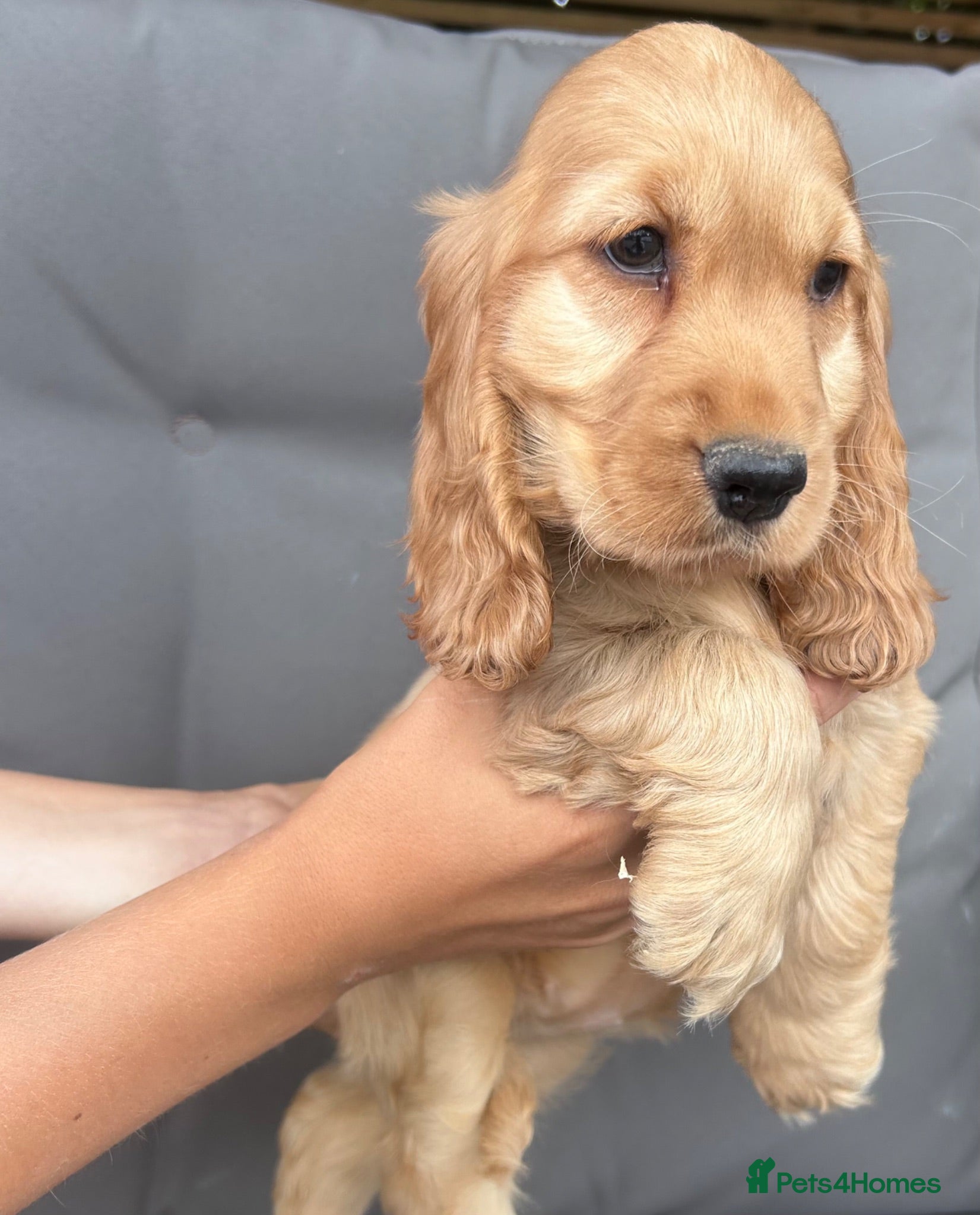 Cocker Spaniel dogs Kc reg health tested show cocker spaniels  - Advert 2