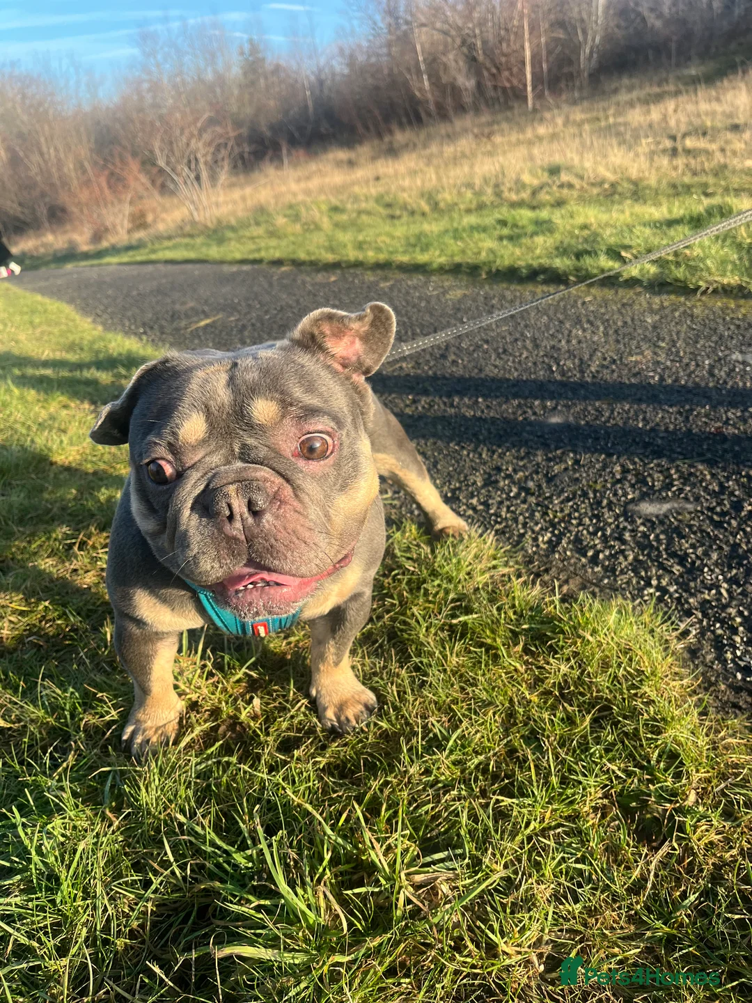 French Bulldog dogs for sale: BLUE! - Advert 2