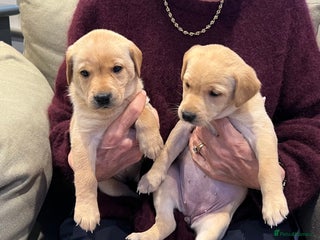 Labrador Retriever dogs KC Labrador puppies for sale from a private home - Advert 14