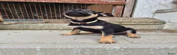 Mixed Breed dogs for sale: 8 Huntaway x puppies for sale - Advert 4