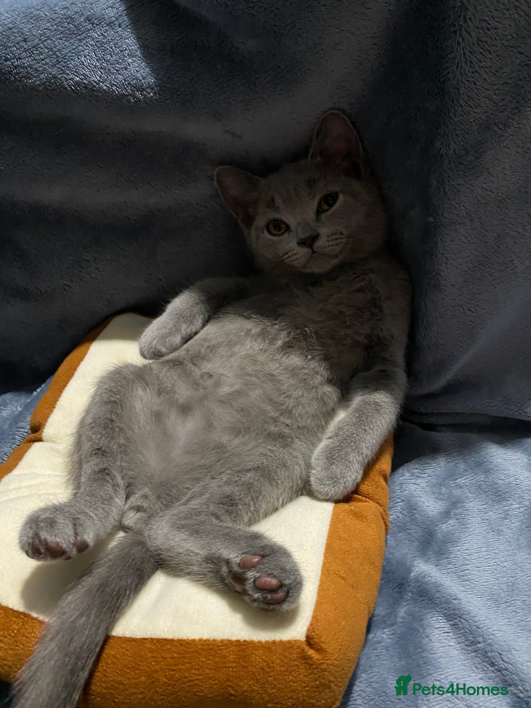 British Shorthair cats for sale: Adorable British shorthair kittens  - Image 18