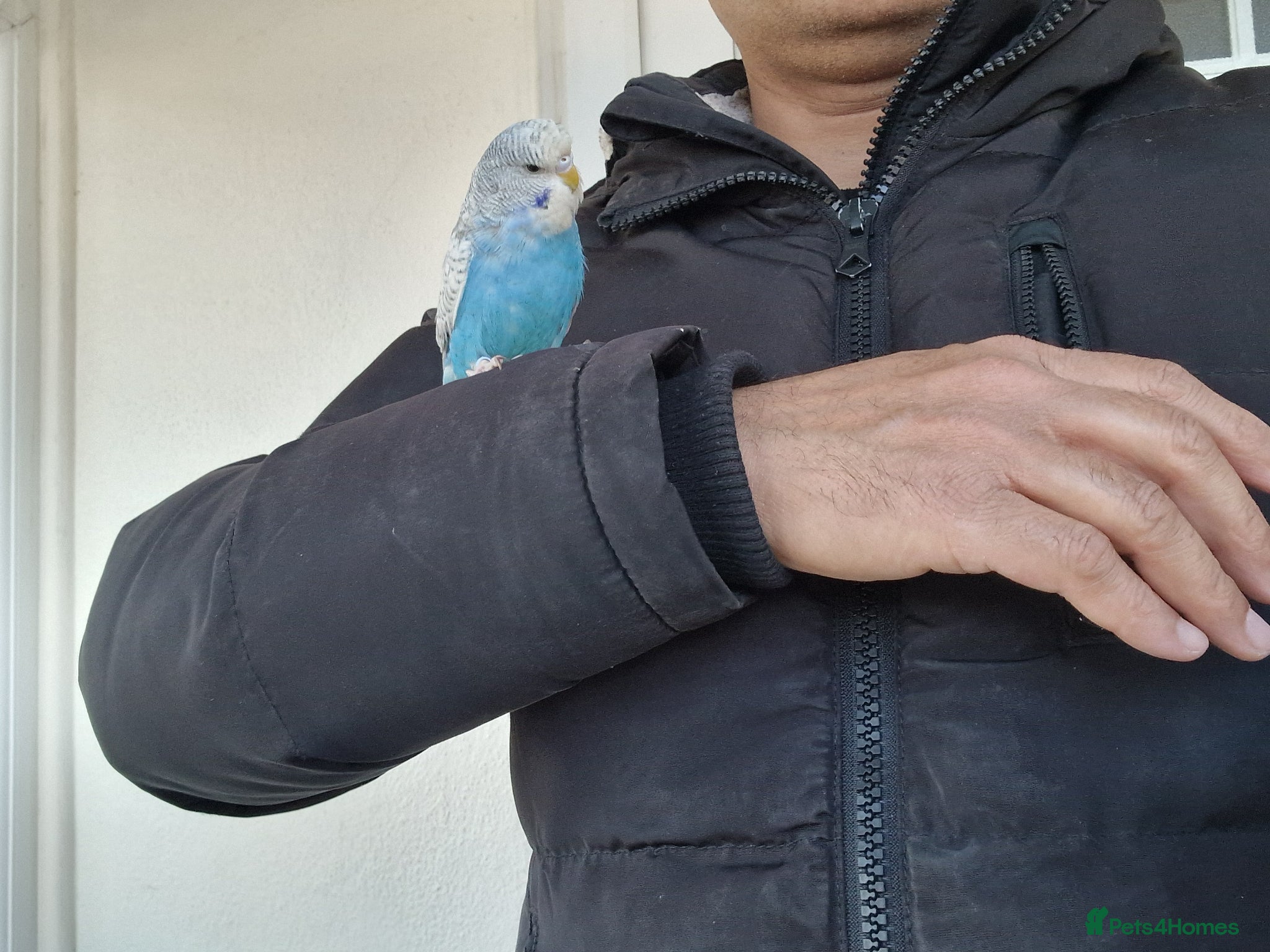 Budgerigars birds Super silly hand tamed baby budgies  - Advert 1