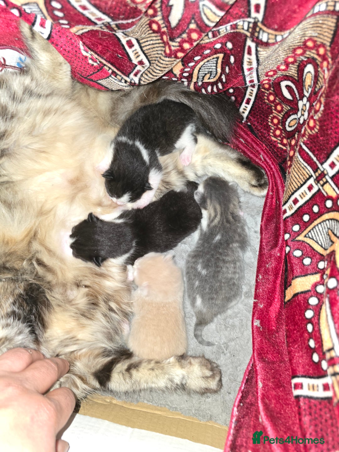 British Longhair cats for sale: Miki  - Advert 6