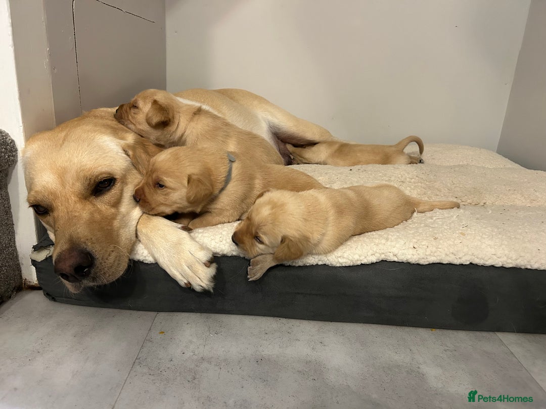 Labrador Retriever dogs for sale: Beautiful Labrador Puppies  - Image 21