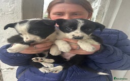 Border Collie dogs for sale: 4 Beautiful Border Collie puppies - Image 1