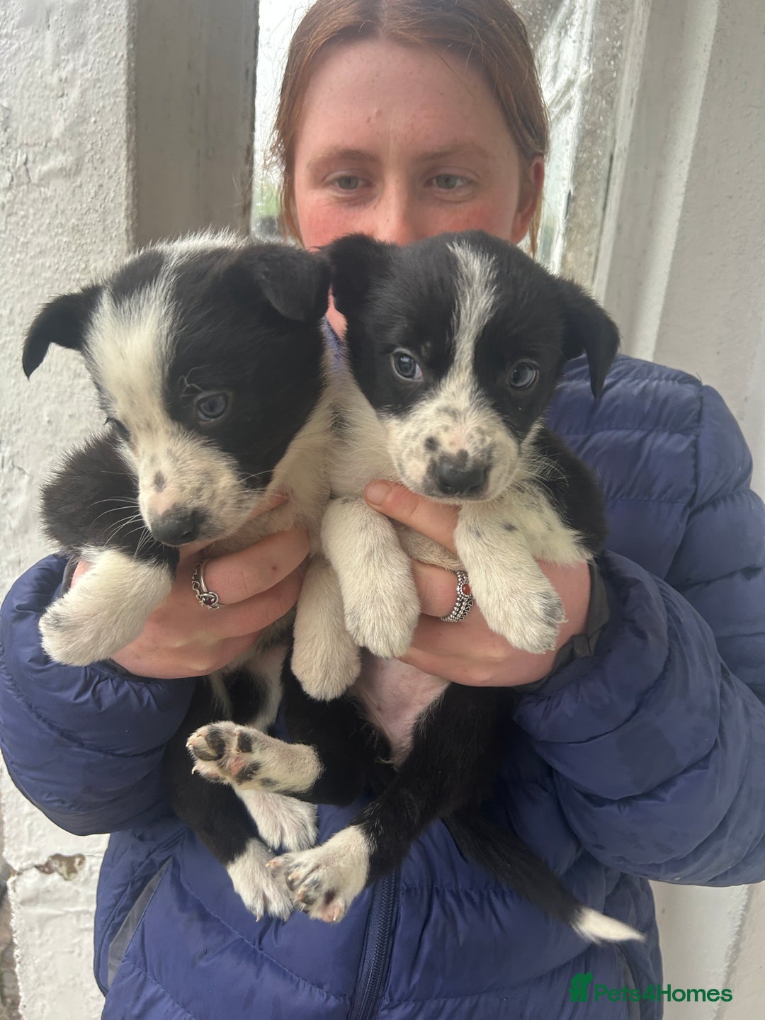 Border Collie dogs for sale: 4 Beautiful Border Collie puppies - Image 1