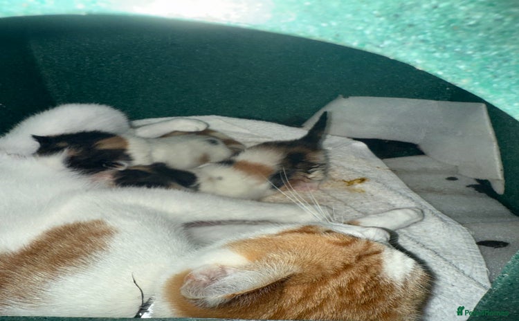 Mixed Breed cats - Advert 2