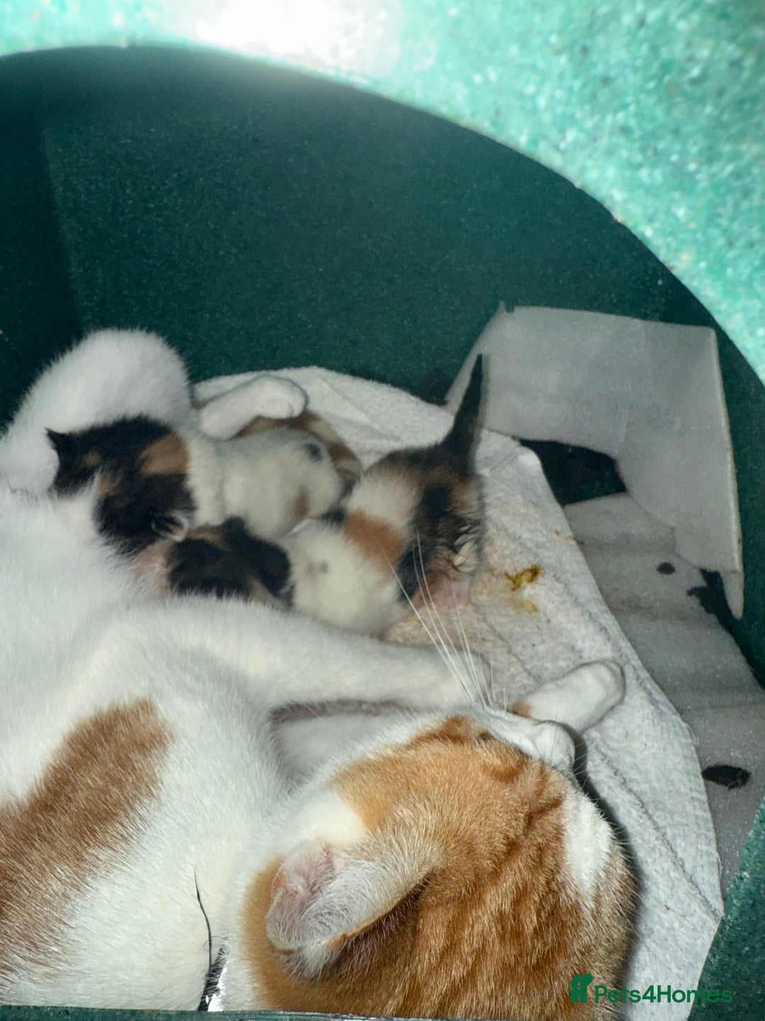 Mixed Breed cats for sale: Two beautiful calico kittens - Image 1
