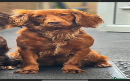 Cocker Spaniel dogs for sale: Fox red cocker male  - Image 8