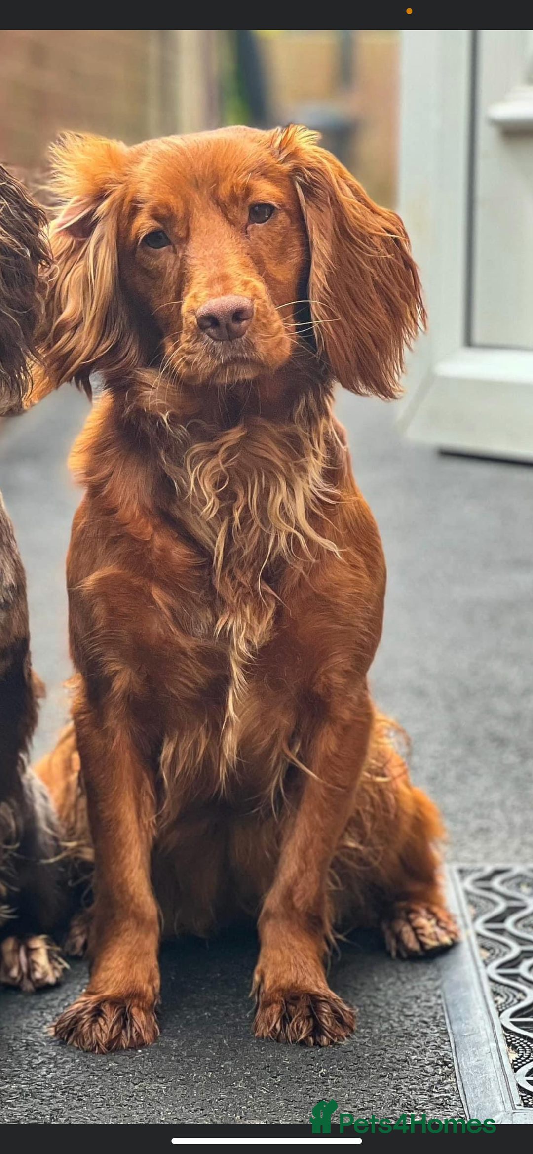 Cocker Spaniel dogs for sale: Fox red cocker male  - Image 8