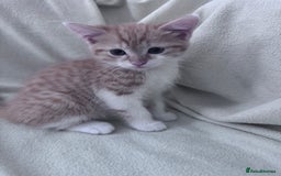 Mixed Breed cats for sale: Cute kittens looking for nice home  - Image 10