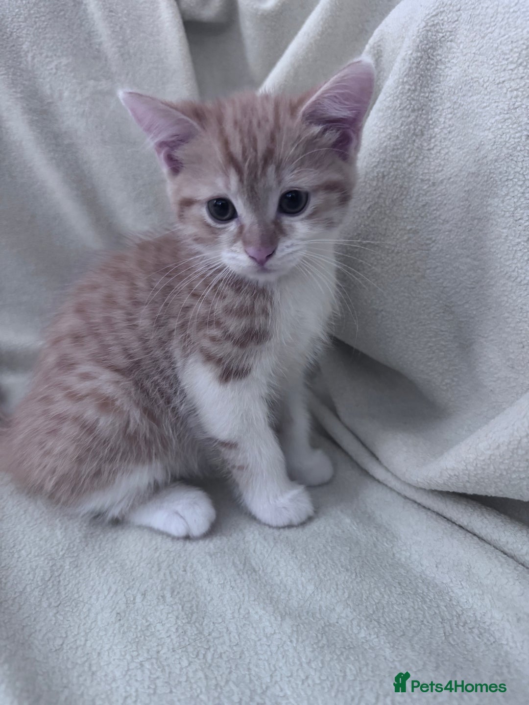 Mixed Breed cats for sale: Cute kittens looking for nice home  - Image 10