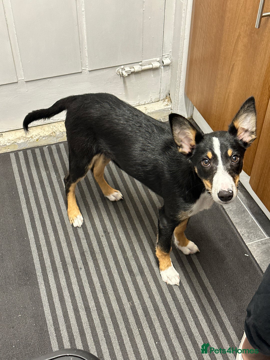 Border Collie dogs for sale: Tri Colour Smooth Fur Collie (MALE) For Sale - Advert 15