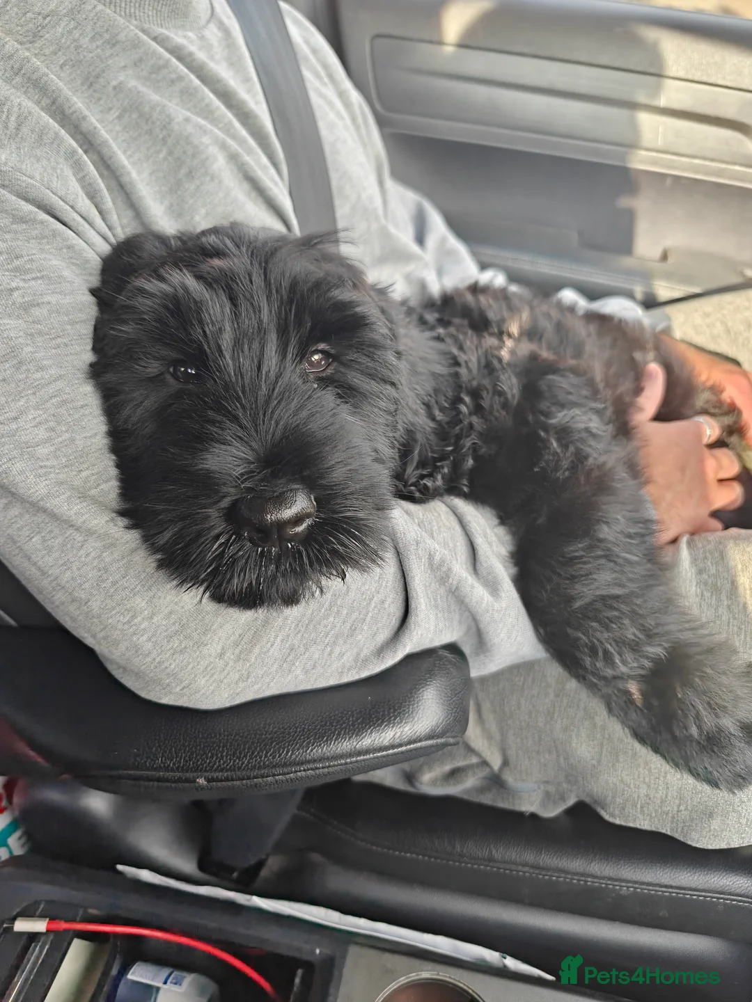 Giant Schnauzer dogs for sale: IKC Champion-Bred Giant Schnauzer Puppy | 1 Male - Advert 2