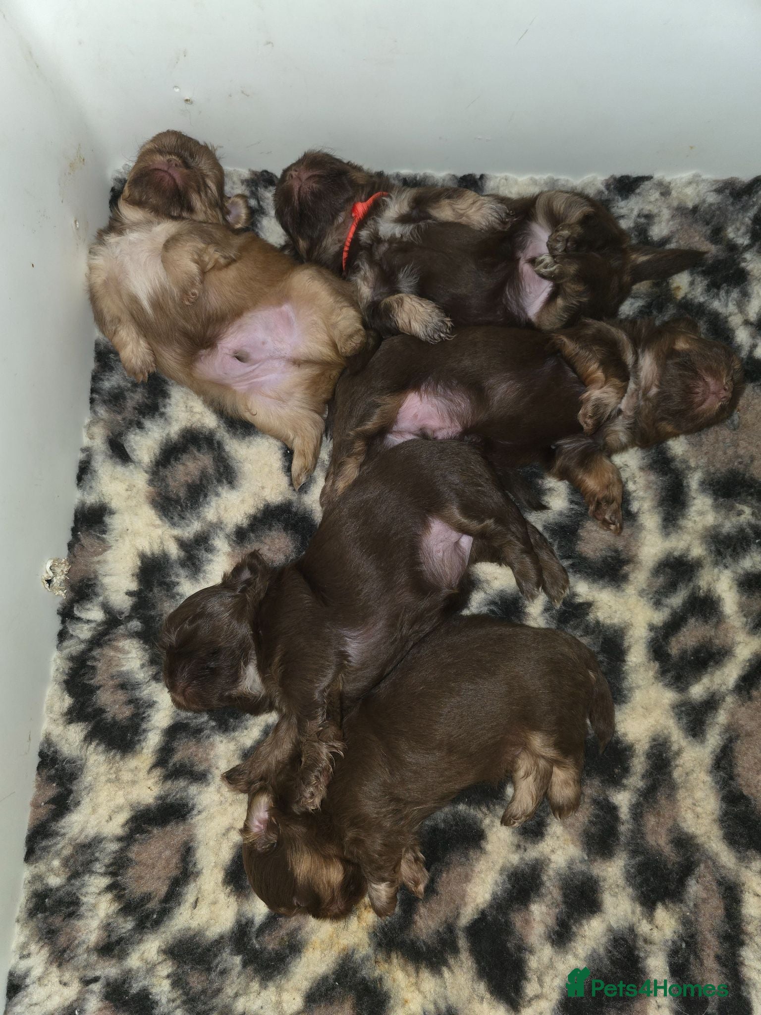 Shih Tzu dogs Imperial Chocolate Shih Tzu puppies - Advert 2