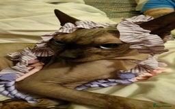 Sphynx cats for sale: Adult Canadian Sphynx for sale and Stud males  - Image 7