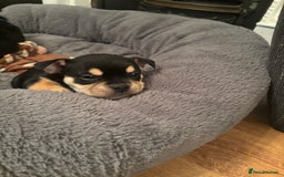 Mixed Breed dogs for sale: Beautiful puppies - Image 14