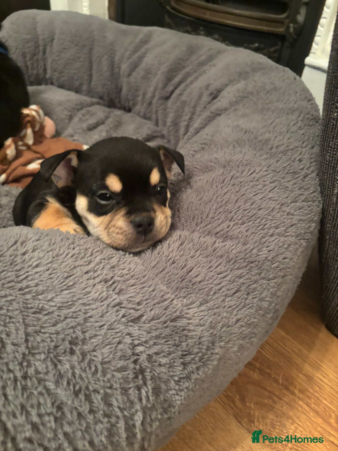 Mixed Breed dogs for sale: Beautiful puppies - Image 14