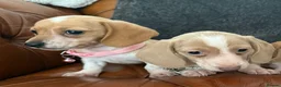 Miniature Dachshund dogs for sale: Beautiful Cream Dachshund Pups 5 ⭐ Licensed  - Advert 5