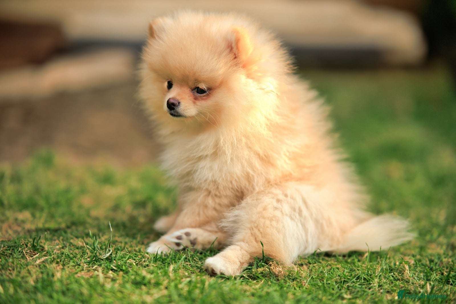 Pomeranian dogs Xclusive KC register pomeranian puppies - Advert 2