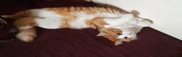 Mixed Breed cats for sale: Handsome Orange & White Male Mixed Breed – 🧡 🐾 - Advert 5