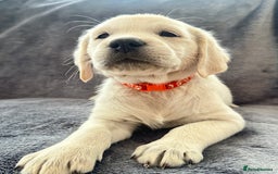 Golden Retriever dogs for sale: KC REGISTERED GOLDEN RETRIEVER PUPS - Image 10