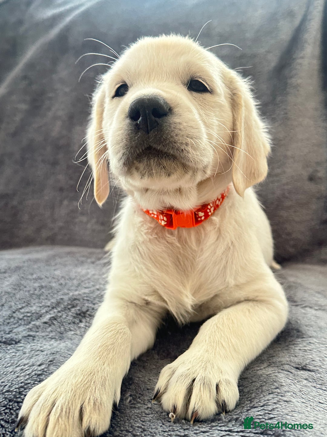 Golden Retriever dogs for sale: KC REGISTERED GOLDEN RETRIEVER PUPS - Image 10