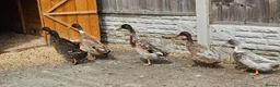 Ducks poultry for sale: Runner ducks  - Advert 1
