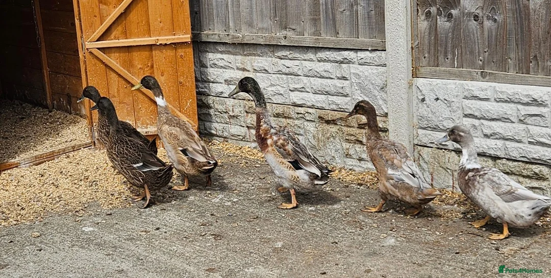 Ducks poultry for sale: Runner ducks  - Advert 1