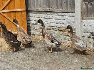 Ducks poultry Runner ducks - Advert 1