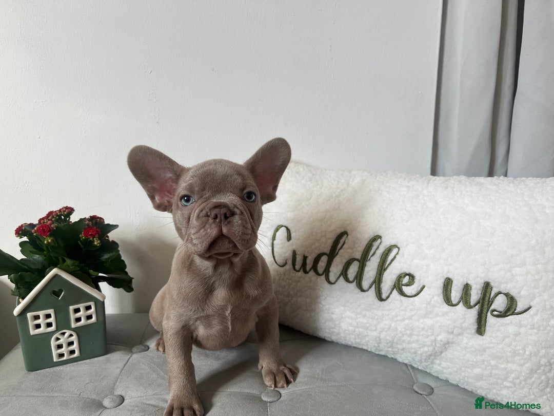 French Bulldog dogs for sale: 3 FRENCHIE MALE PUPS LEFT - Advert 5