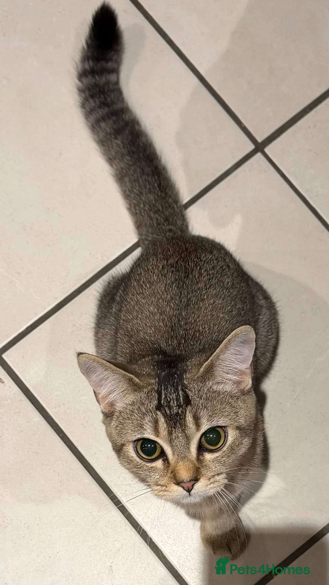 British Shorthair cats for sale: Golden tipped british shorthair + 1 yr pet plan - Advert 9