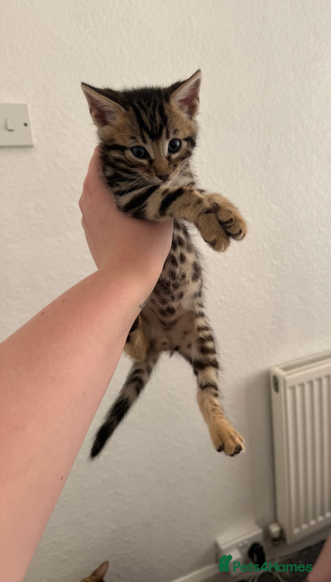 Bengal cats for sale: Beautiful Bengal mixed kittens - Image 26