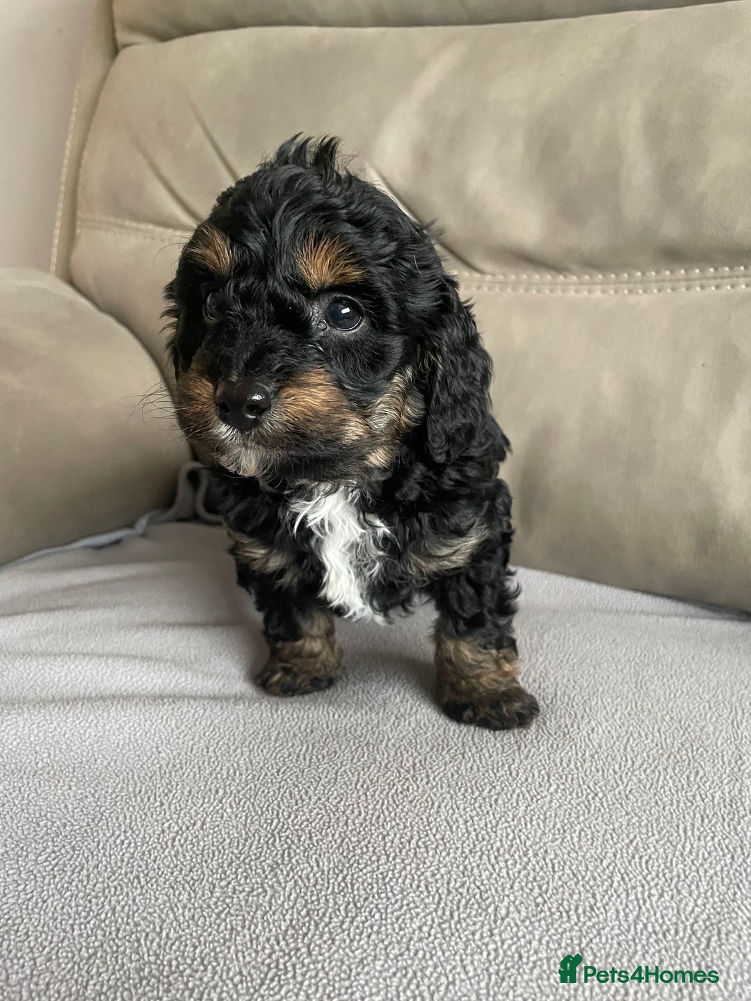 Cavapoo dogs for sale: ⭐ adorable Cavapoo’s ⭐  - Advert 15