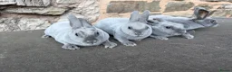 Rex rabbits for sale: Stunning Baby Blue Mini Rex  - Advert 4