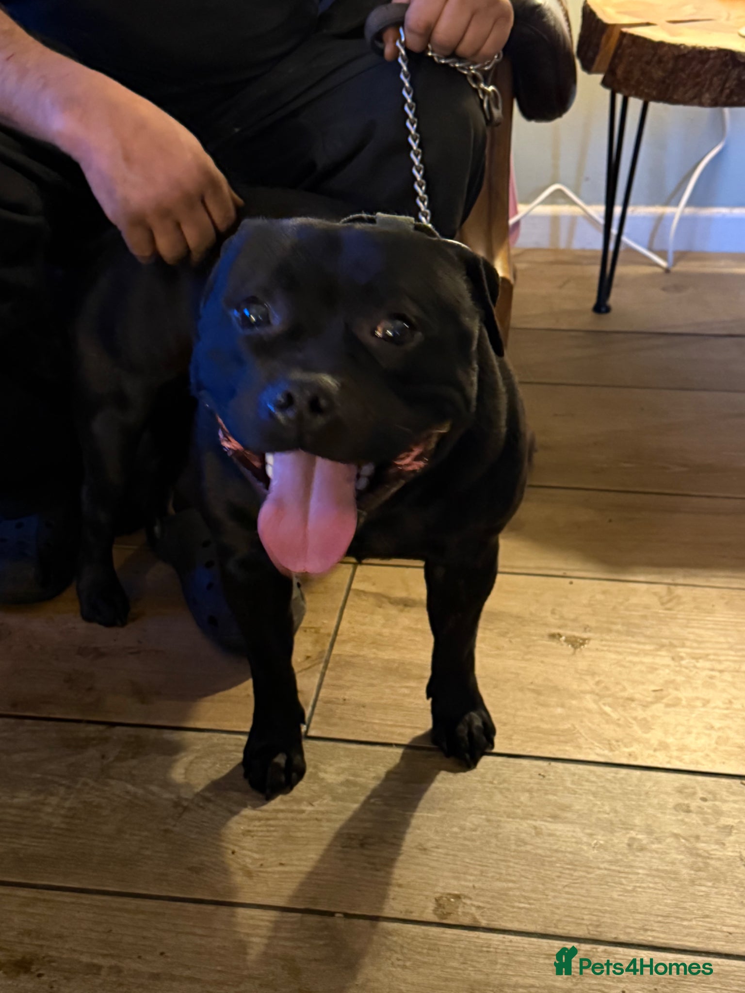 Staffordshire Bull Terrier dogs Proven Stunning Stud (Staffordshire bullterrier)' - Advert 7