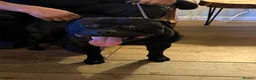 Staffordshire Bull Terrier dogs for stud: Proven Stunning Stud (Staffordshire bullterrier)' - Advert 1