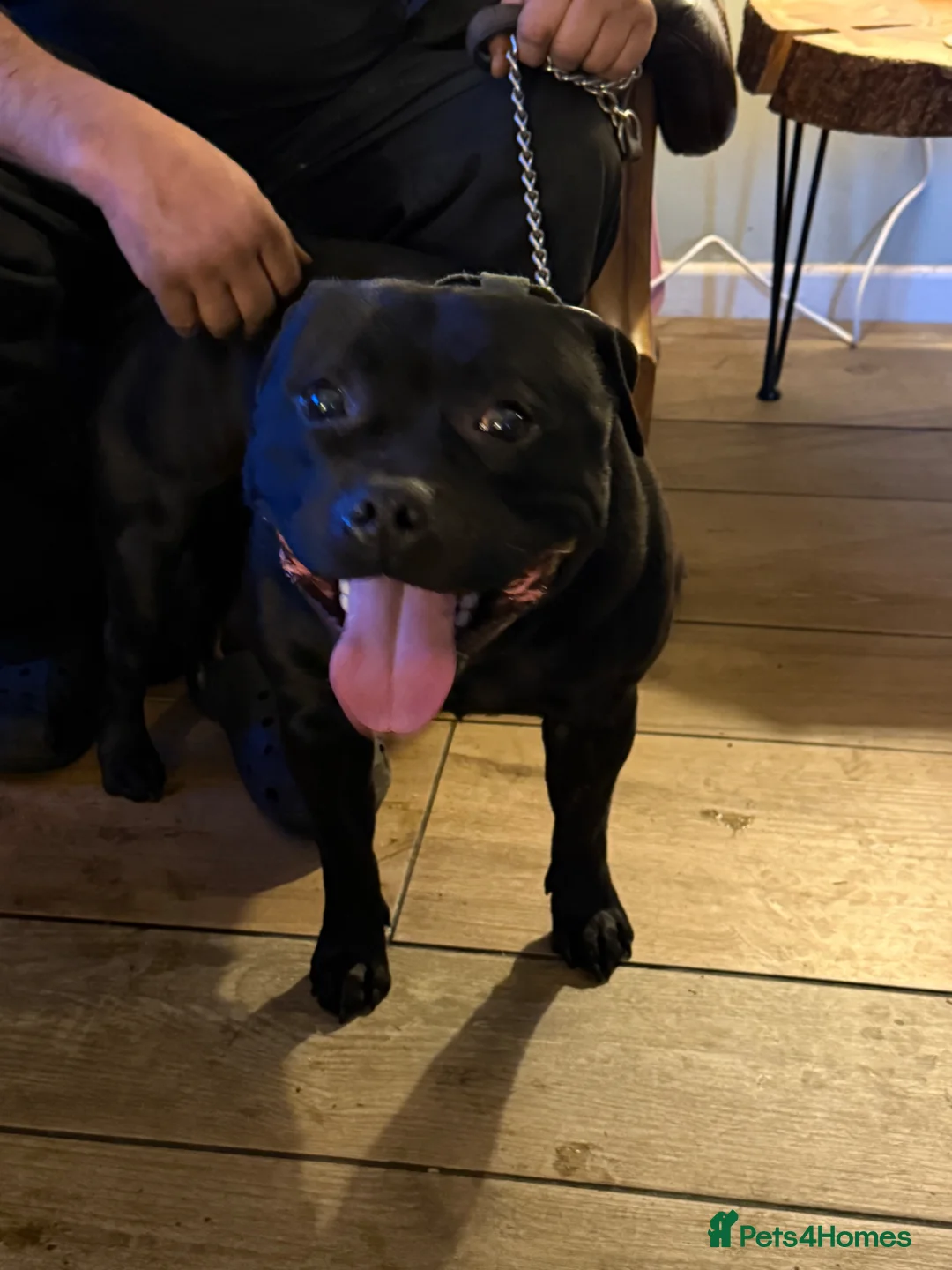 Staffordshire Bull Terrier dogs for stud: Proven Stunning Stud (Staffordshire bullterrier)' - Advert 1