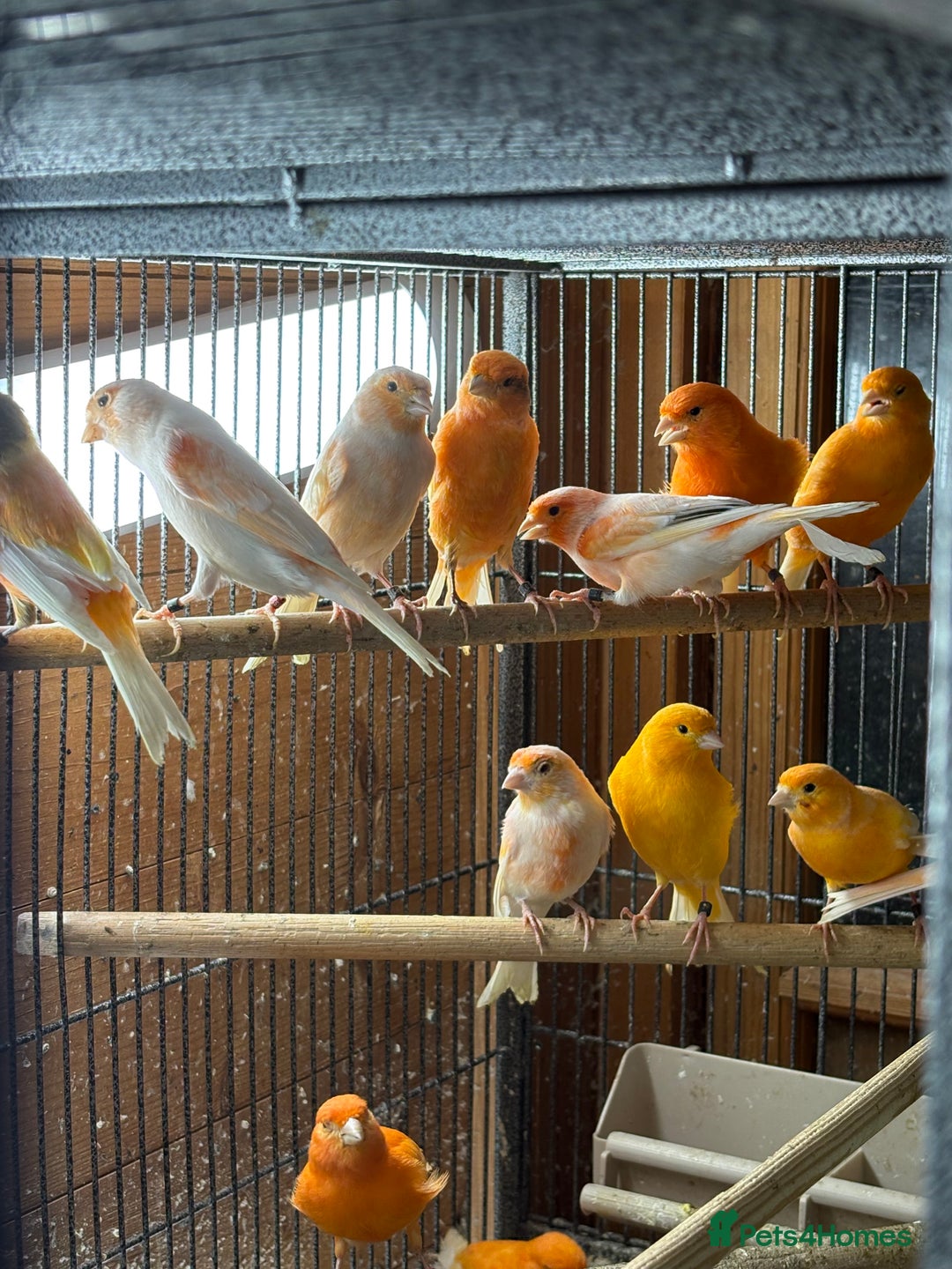 Canaries birds for sale: Lot of stunning canary’s  - Advert 3