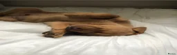 Labrador Retriever dogs for stud: “Yellow Valey”  in Cheltenham - Advert 26