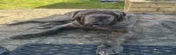 Neapolitan Mastiff dogs for sale: Creed the cute Neapolitan mastiff - Advert 5